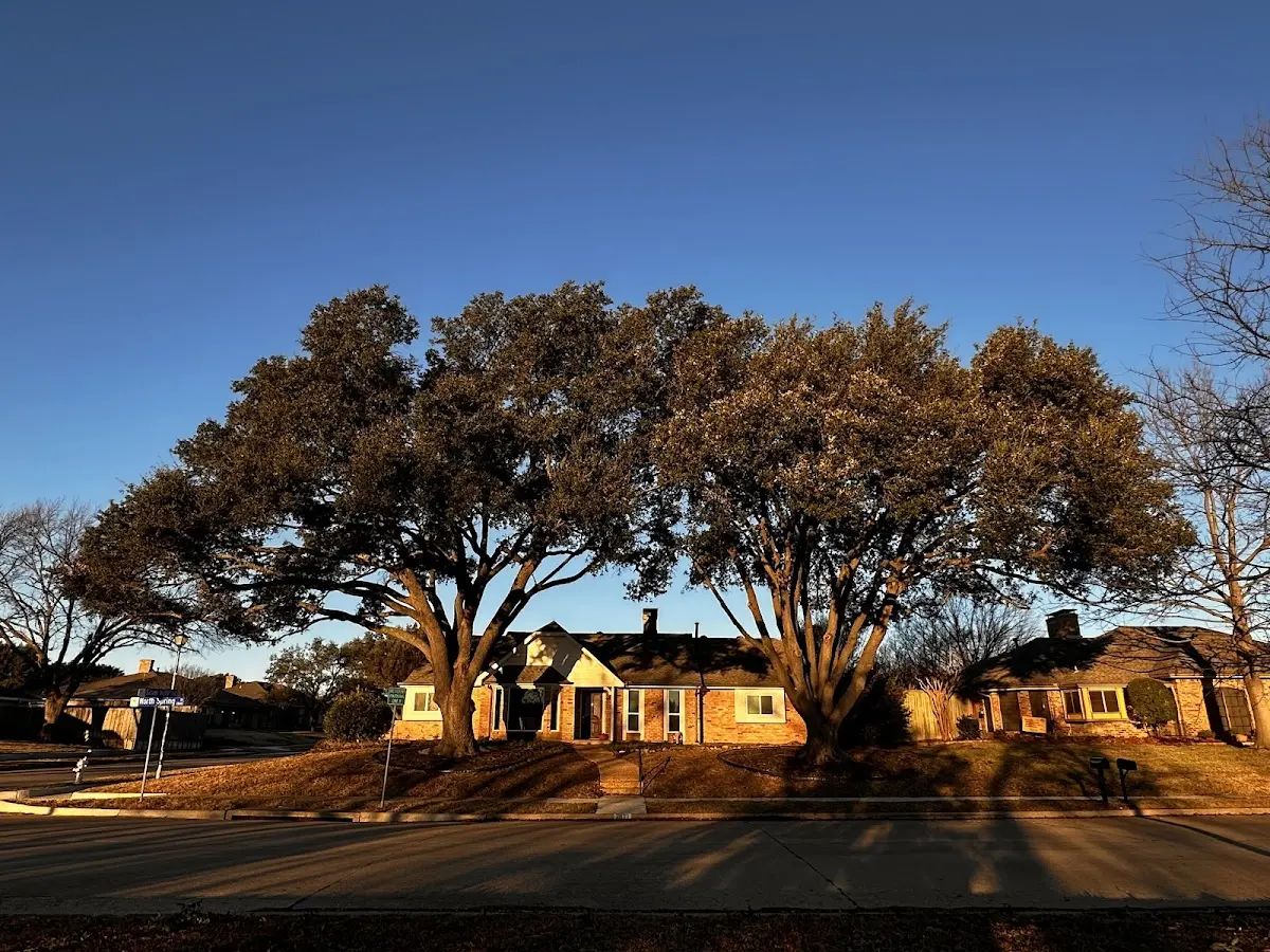 Established residential canopy tree shading a home in Banner
